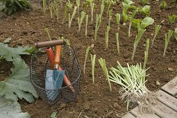 Plantation of Allium porrum (leek) in August, basket