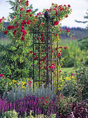 Pink 'Flammentanz' (climbing rose) on the trellis