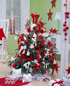 Picea pungens 'Glauca' (Stechfichte) als Weihnachtsbaum mit roten und weißen