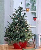 Grevillea lanigera as a living Christmas tree at the window, decorated