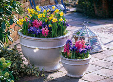Narcissus 'Tete-a-Tete' (daffodils), Iris reticulata (reticulated iris)