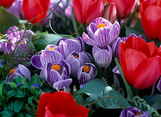 Tulipa 'Red Paradise' (tulips), Crocus 'Pickwick' (crocuses)