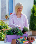 Plant wooden box with herbs