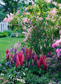 Lupinus (lupine), pulmonaria (lungwort), campanula