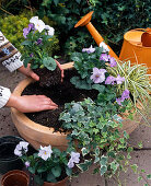 Planting a bowl with tulips, ivy and viola (5/7)