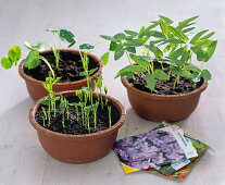 Climbing plants - sowing (4/4)