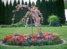 Plant a round bed with perennials and hanging cherry