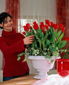 Frau arrangiert Tulipa 'Showwinner' (Tulpen, Weiß) in Frühlingsschale