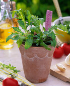 Arugula sowing with seed disc