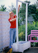 Planting white box with morning glory