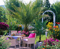 Palm terrace with Phoenix canariensis, Chamaerops humilis