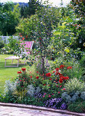 Prunus cerasus 'Gerema' (Sour Cherry) in a bed with Zinnia (Zinnias)