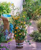 Thunbergia on a stick covered pot