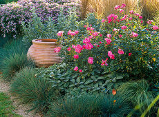 Pink 'Flash Meidiland' (small shrub rose)