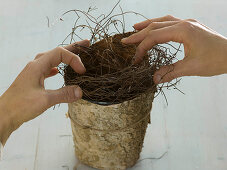 Pot wrapped in birch bark