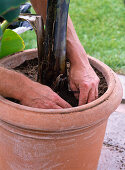 Repot banana plant