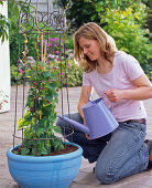 Plant rhodochiton in blue bowl (4/5)