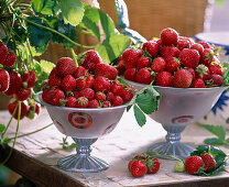 Fragaria (Erdbeeren) in zwei Schalen