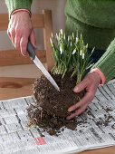 Putting snowdrops in pink pots (1/5)