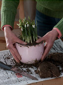 Planting snowdrops in pink pots (3/5)