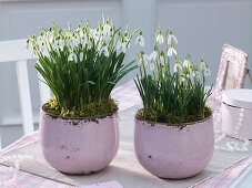 Putting snowdrops in pink pots (5/5)