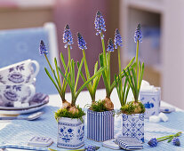 Muscari (Traubenhyazinthen) in blau - weißen Blechdosen