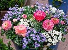 Myosotis 'Myomark' (Forget-me-not) and Ranunculus