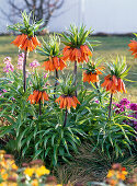 Fritillaria imperialis 'Aurora' (Kaiserkronen)