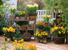 Daffodils, terrace