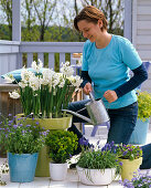 Narcissus 'Nir' syn. 'Paperwhite' (daffodils), Myosotis 'Myomark' (daffodils)