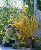 Yellow balcony with Forsythia (Goldilocks) and Narcissus (Daffodils)