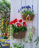 Wandkörbe im Frühling: Tulipa 'Red Paradise' (Tulpen) und Muscari