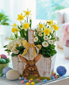 Primula (spring primroses), Narcissus (daffodils), Bellis (daisy)