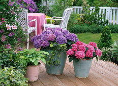 Hydrangea 'Tivoli' 'Tivoli blau' (Hortensien), neue Sorten