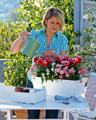 Plant white box with tulips and bellis