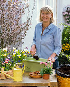 Planting a metal box with daffodils and bellis (1/4)