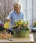 Planting a metal box with daffodils and bellis (3/4)