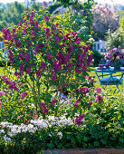 Syringa 'Andenken an Ludwig Späth' (Flieder), Phlox divaricata