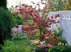 Malus 'Scarlet' (ornamental apple) in a border with Tulipa 'Pink Star' (tulips)
