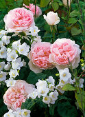 Rosa 'Sharifa Asma' (Englische Rose), intensiver fruchtiger Duft