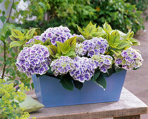 Spray wooden flower box blue (3/3)