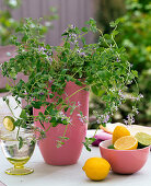 Fruiting Herbs: Nepeta fassenii 'Grog' (Lemon Catmint)