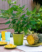 Fruiting herbs: Salvia rutilans (pineapple sage)