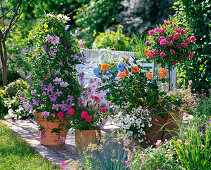Rose Terrace: Rosa 'Medley Pink' (stem), Rosa 'Gärtnerfreude' (gardener's delight)