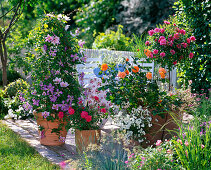 Rosenterrasse: Rosa 'Medley Pink' (Stamm), Rosa 'Gärtnerfreude'