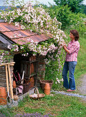 Pink 'Paul's Himalayan Musk' (Rambler Rose) once flowering