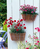 Summer wall baskets