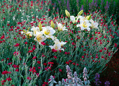 Lilium asiaticum 'Alaska' (White lilies)