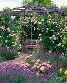 Pavillon mit Rosa 'New Dawn' (Kletterrosen), robust, öfterblühend