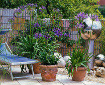 Sun terrace with Agapanthus (African ornamental lily)
